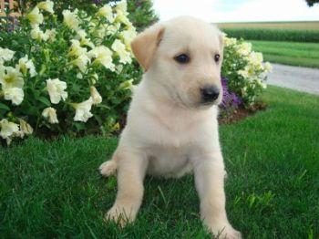 Puppies in PA